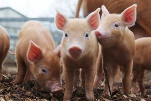 Практический опыт специфической профилактики эпидемической диареи свиней
