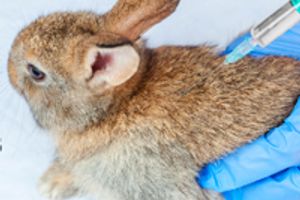 «Прибыльное кролиководство»: приглашаем на онлайн-марафон по профилактике и лечению кроликов