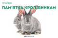 Памятка кролиководам: доступно о профилактике и лечении кроликов