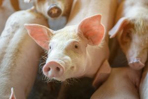 Вакцина против эпидемической диареи свиней — это реальность