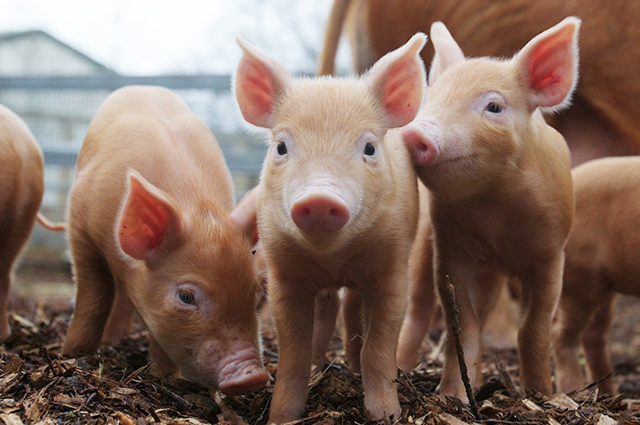 Практичний досвід специфічної профілактики епідемічної діареї свиней